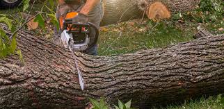  Monticello, IN Tree Services Pros