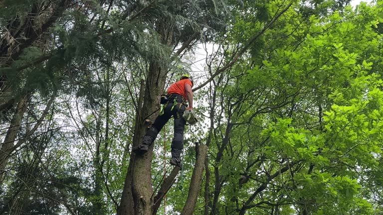 Why Choose Our Tree Removal Services in Monticello, IN?