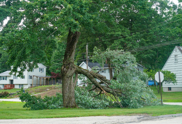 Best Leaf Removal  in Monticello, IN