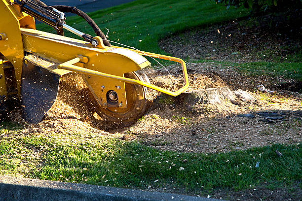 Best Weed Control  in Monticello, IN