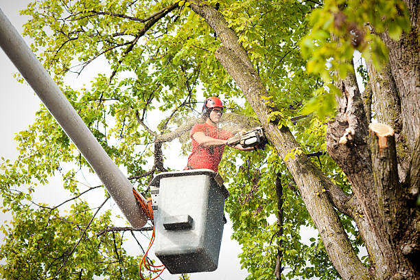 Reliable Monticello, IN  Tree Services Solutions