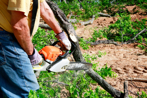 Best Tree Removal  in Monticello, IN